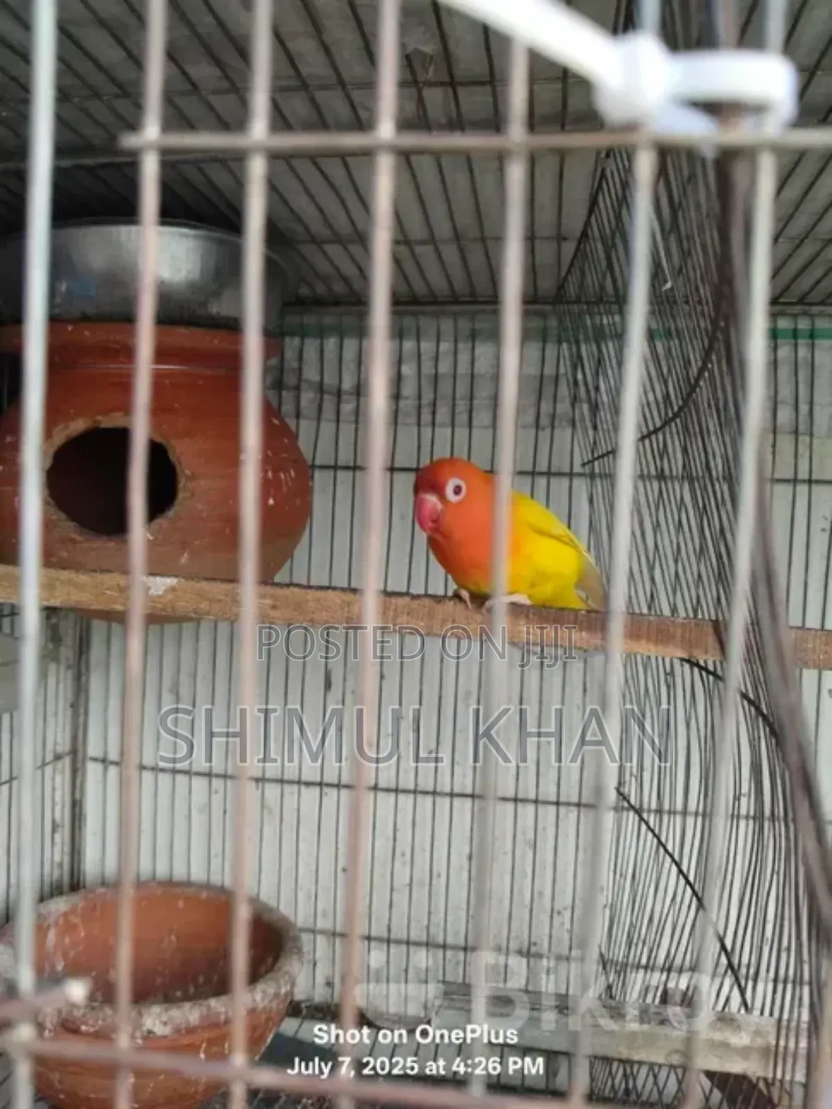 Lotino Fishir Love Bird Sell