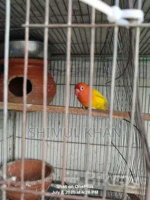 Photo - Lotino Fishir Love Bird Sell