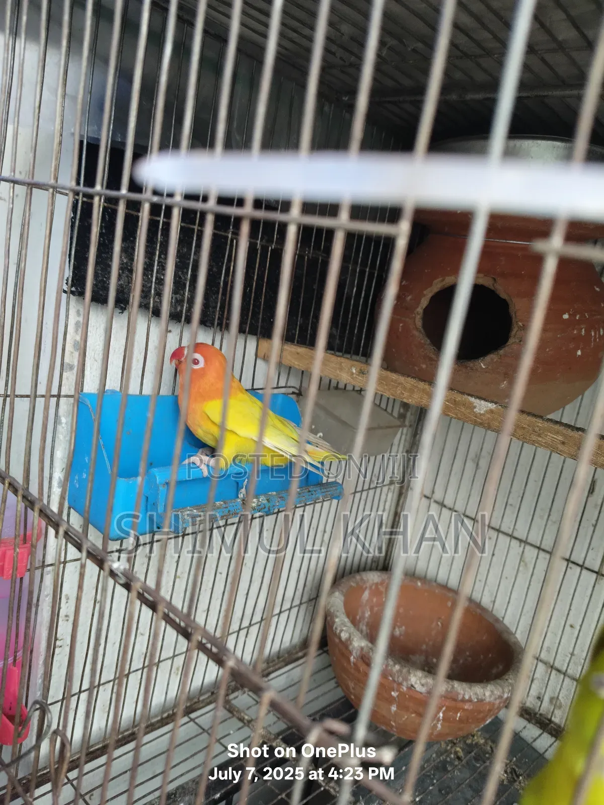 Lotino Fishir Love Bird Sell
