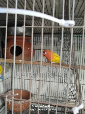 Lotino Fishir Love Bird Sell