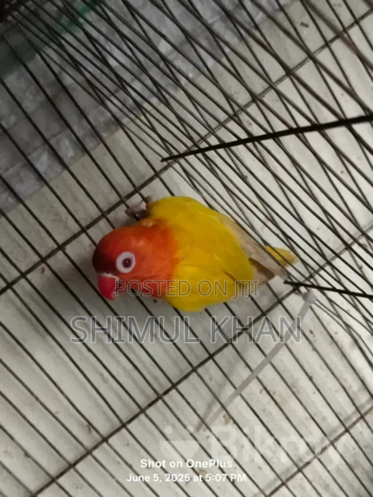 Lotino Fishir Love Bird Sell