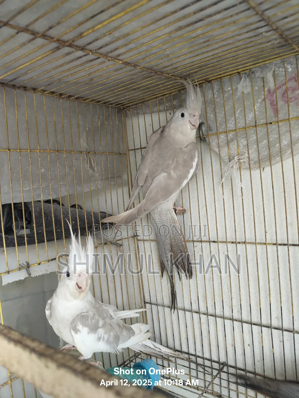 Ak Jora White Face Kokatel Sell Kore Hobe