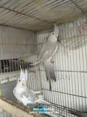 Photo - Ak Jora White Face Kokatel Sell Kore Hobe