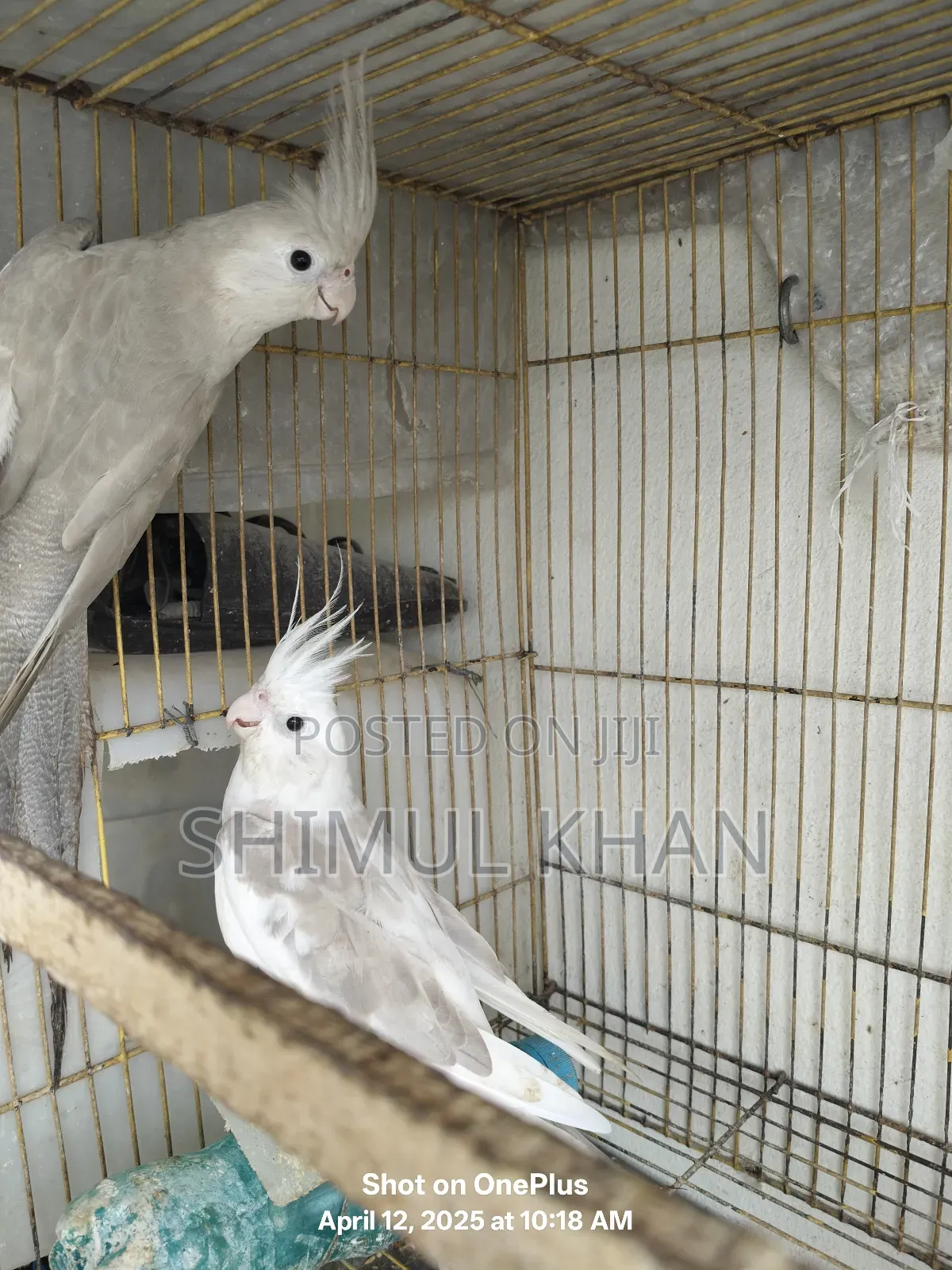 Ak Jora White Face Kokatel Sell Kore Hobe