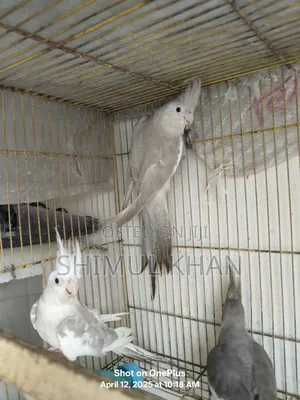 Ak Jora White Face Kokatel Sell Kore Hobe