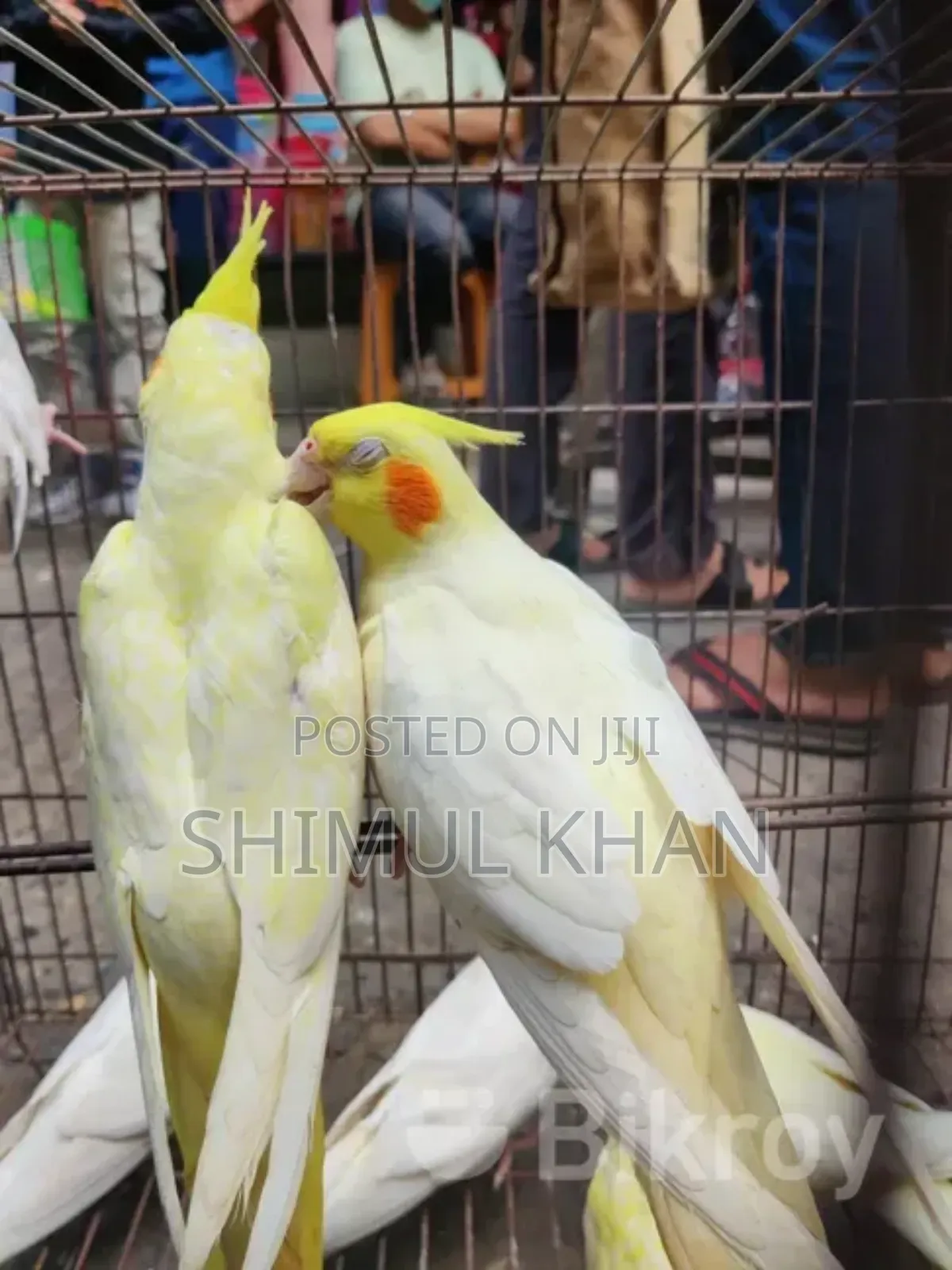 Lotino Pall Kokatel Sell