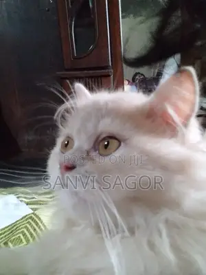 Photo - 3-6 Months Female Purebred Persian