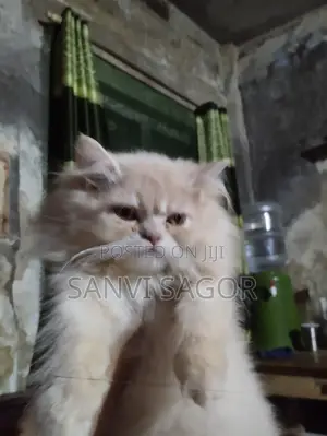 3-6 Months Female Purebred Persian