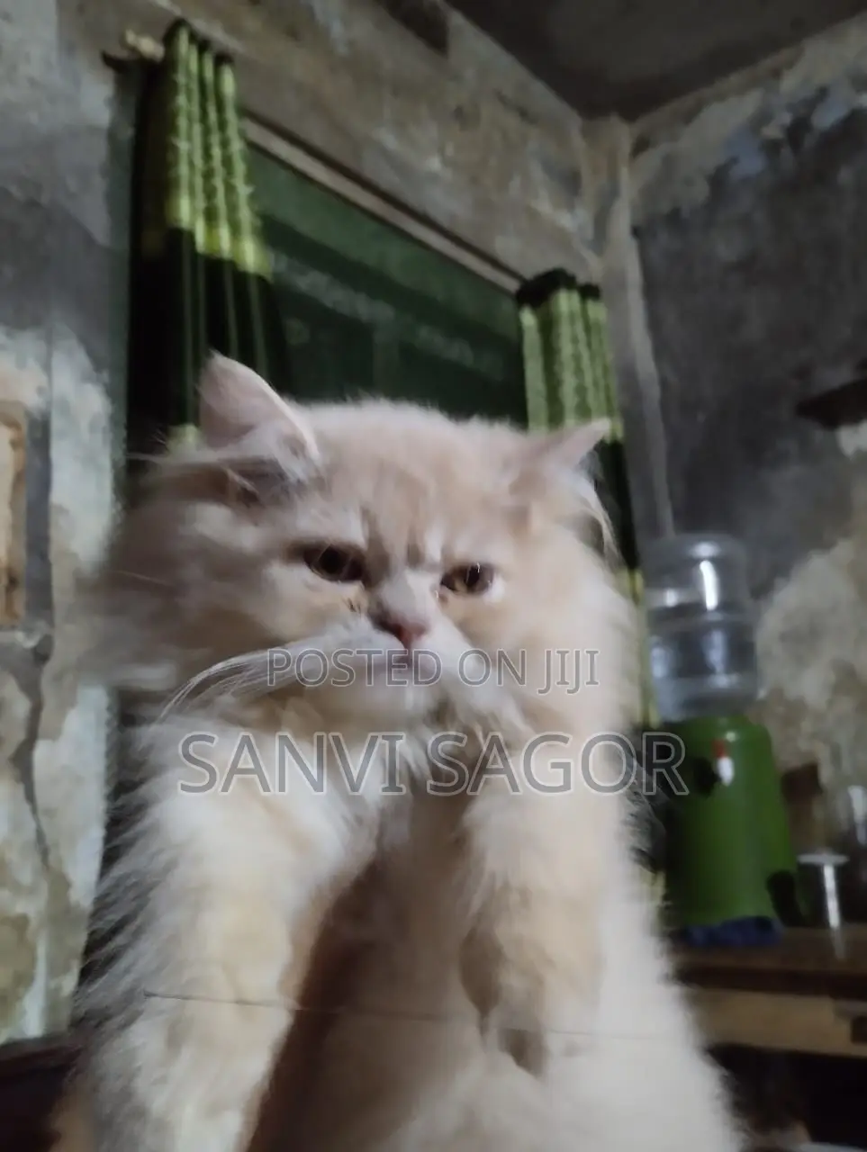 3-6 Months Female Purebred Persian