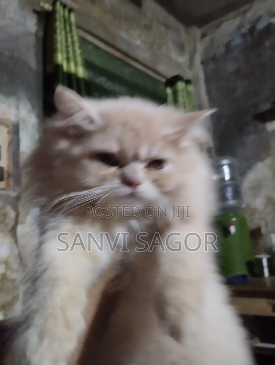 3-6 Months Female Purebred Persian