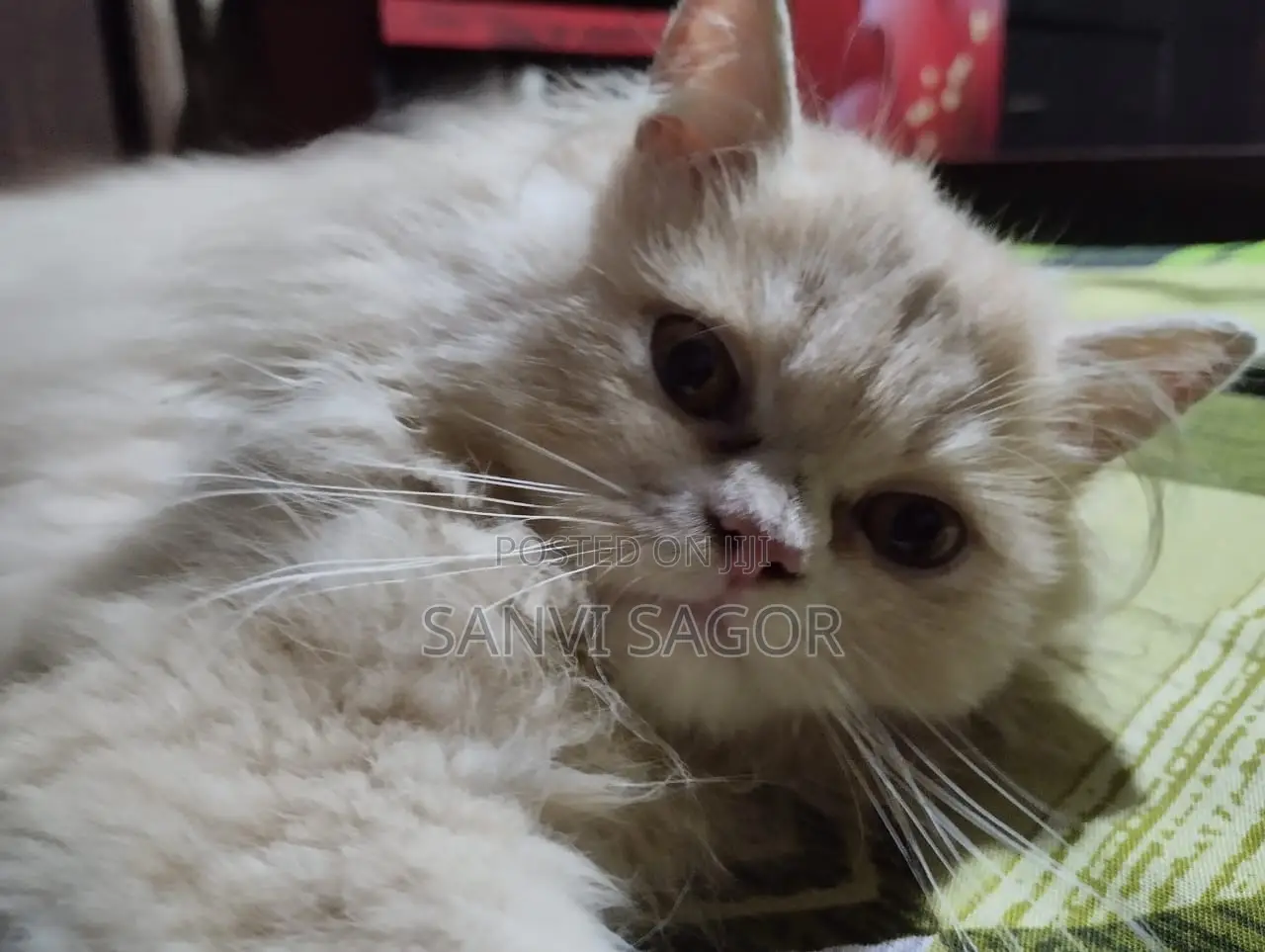 3-6 Months Female Purebred Persian