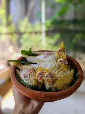 Photo - Hand Feed Baby