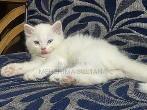 Photo - 1-3 Months Male Purebred Persian