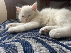 1-3 Months Male Purebred Persian