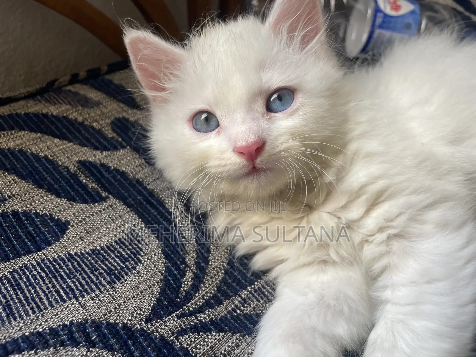 1-3 Months Male Purebred Persian