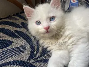 1-3 Months Male Purebred Persian