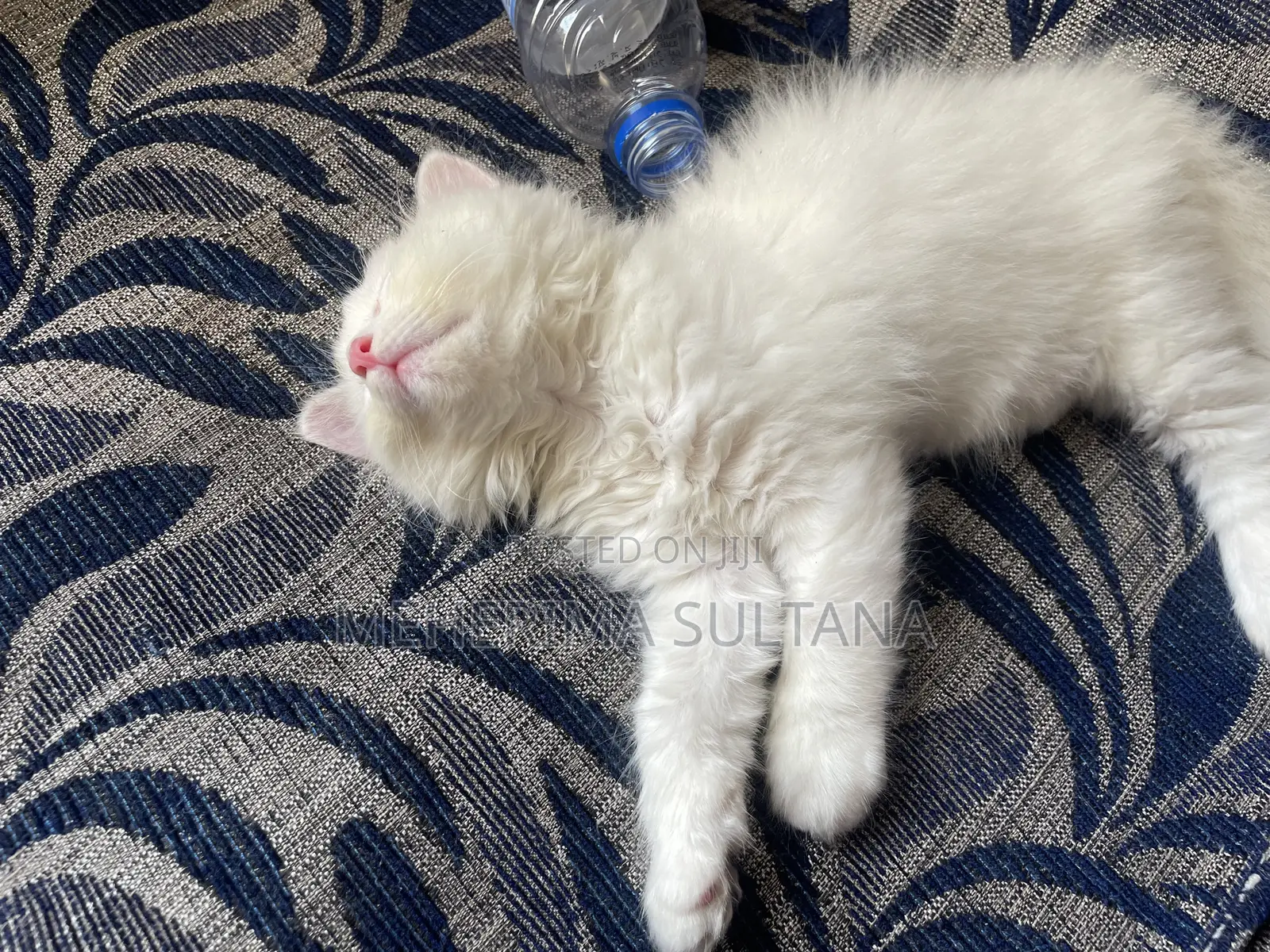 1-3 Months Male Purebred Persian