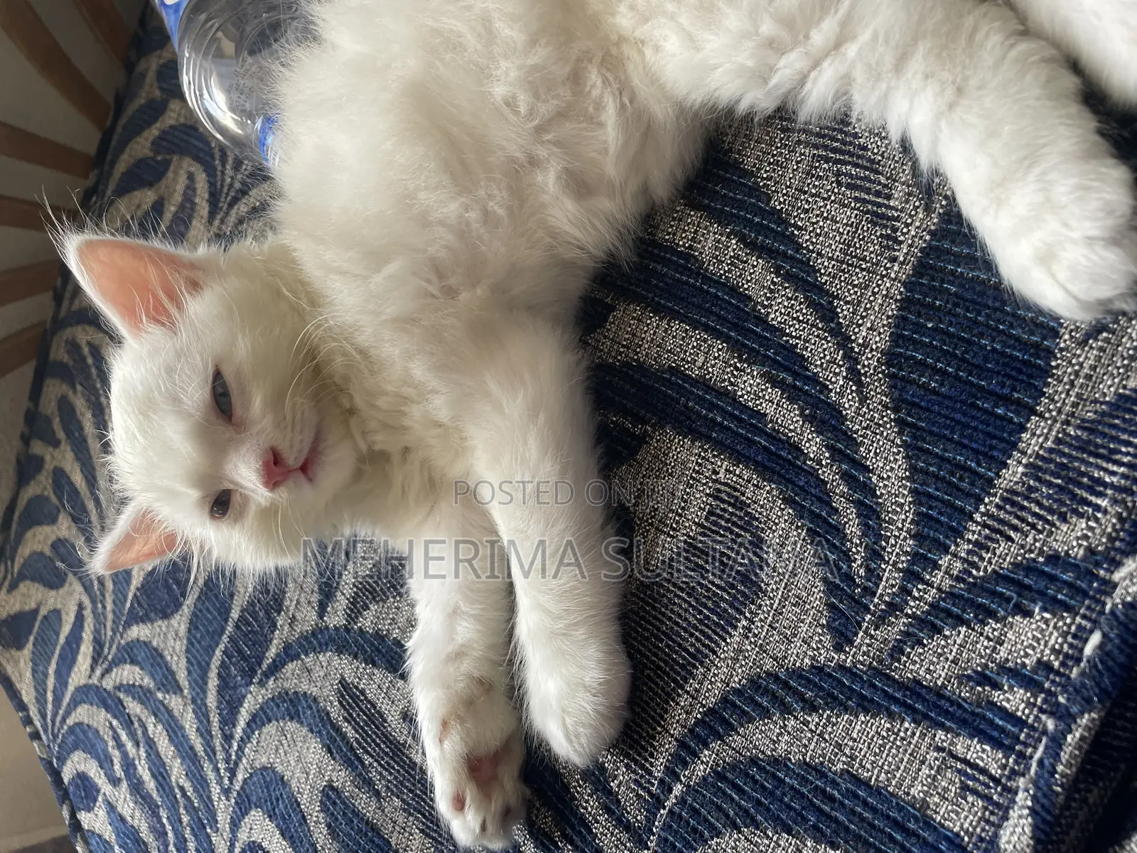 1-3 Months Male Purebred Persian