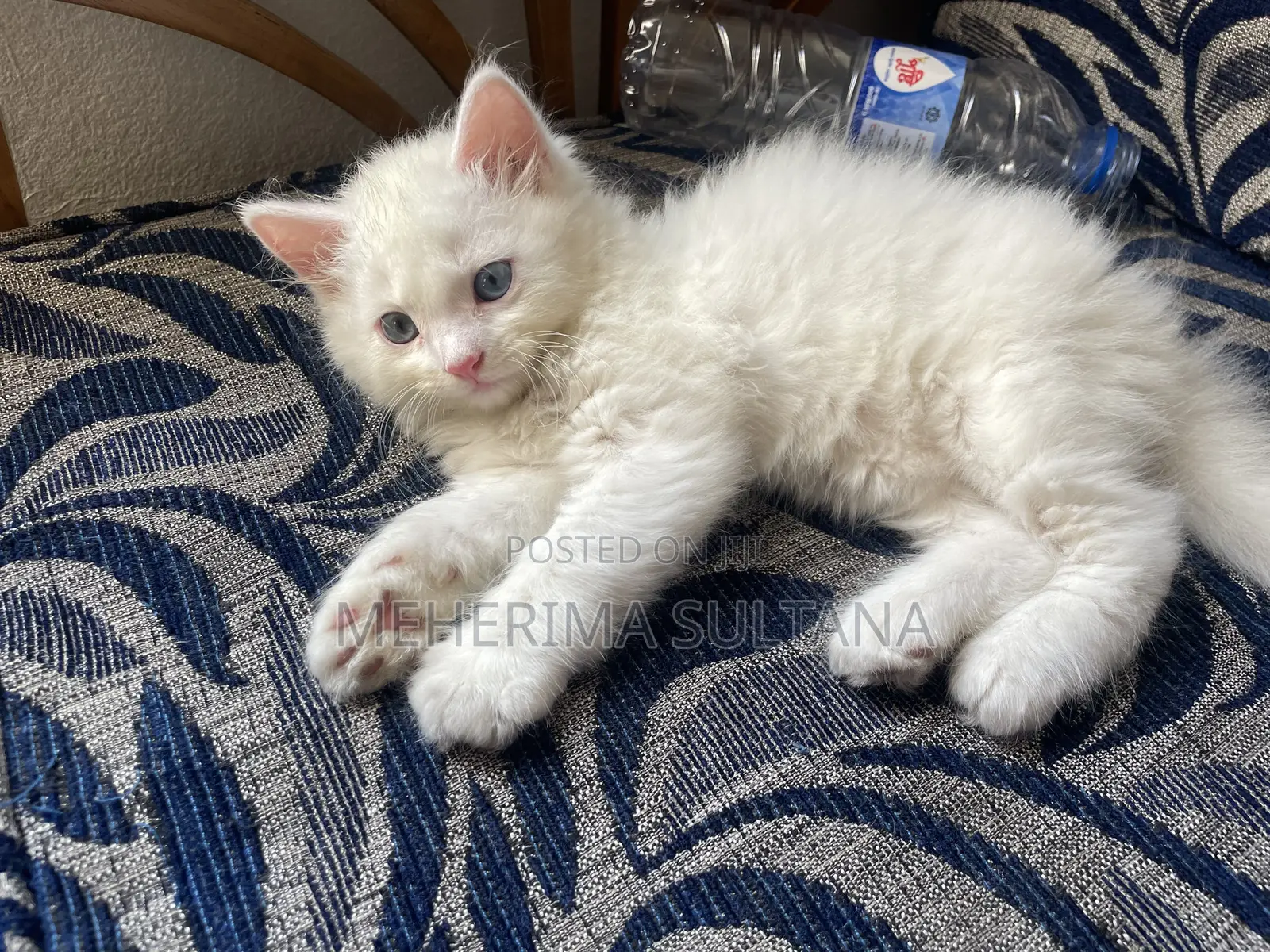 1-3 Months Male Purebred Persian