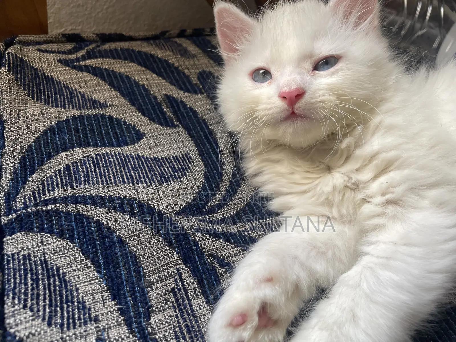 1-3 Months Male Purebred Persian