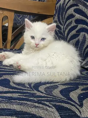 1-3 Months Male Purebred Persian