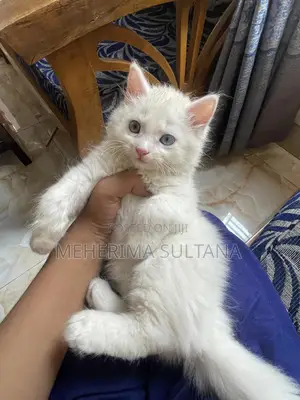1-3 Months Male Purebred Persian