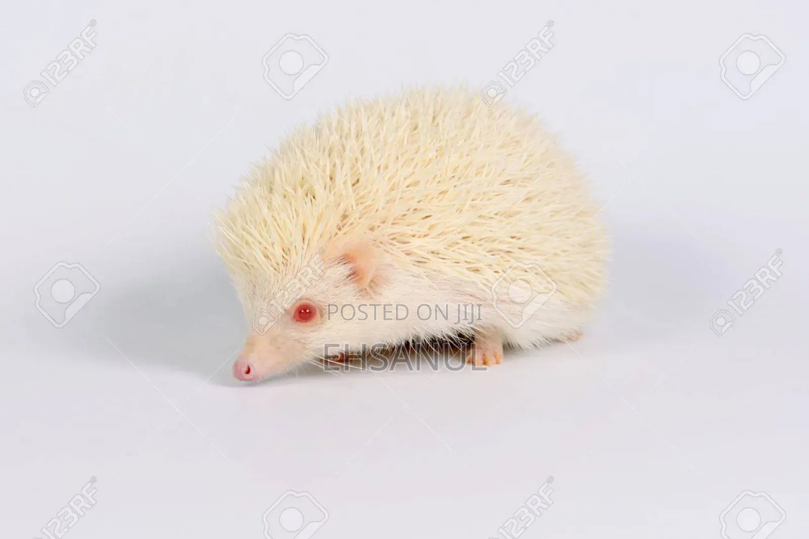 Hedgehog হেজহগ