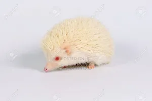 Hedgehog হেজহগ