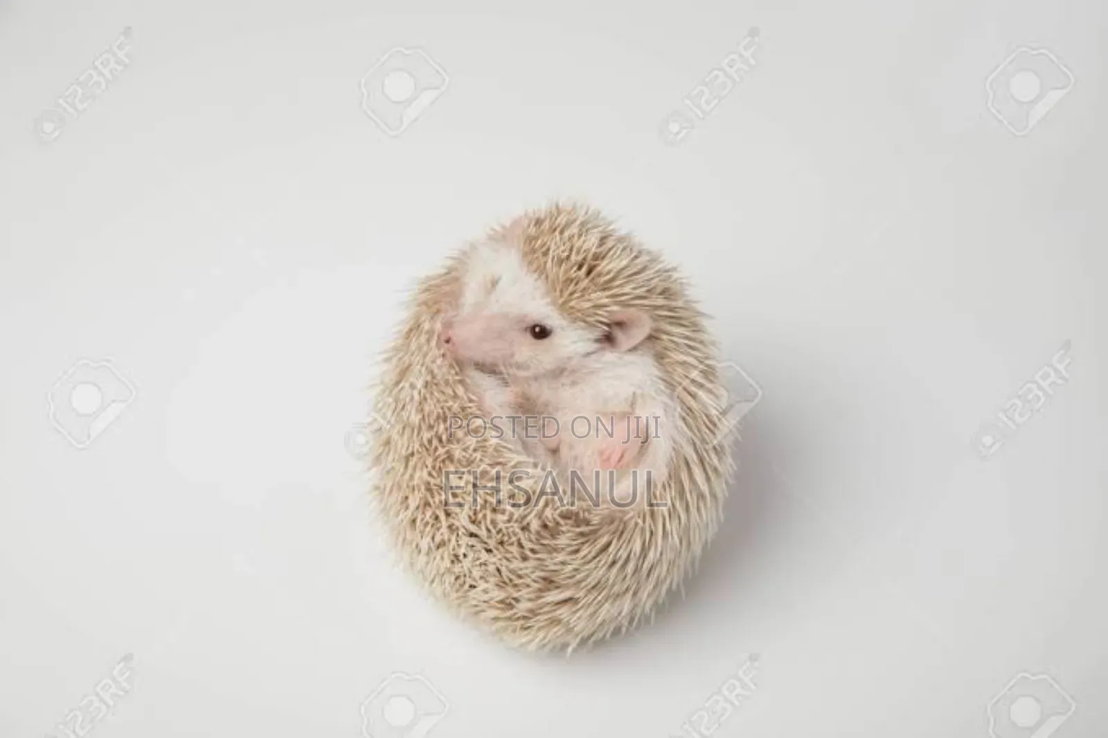 Hedgehog হেজহগ