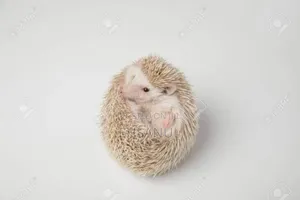 Hedgehog হেজহগ