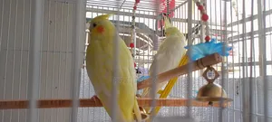 2 Lutino Cockatiel Female 3 Months+ With Full Cage
