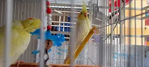 Photo - 2 Lutino Cockatiel Female 3 Months+ With Full Cage