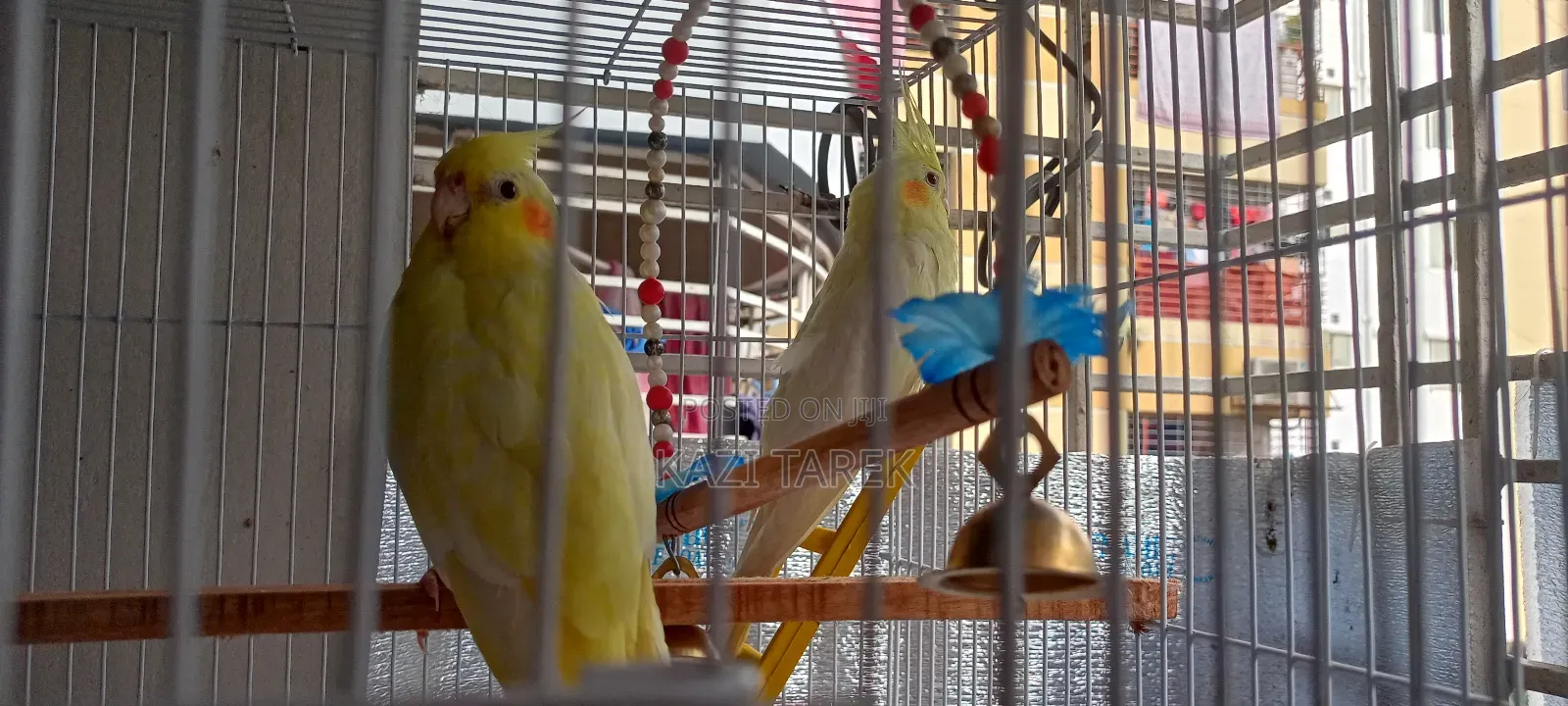 2 Lutino Cockatiel Female 3 Months+ With Full Cage