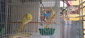 2 Lutino Cockatiel Female 3 Months+ With Full Cage