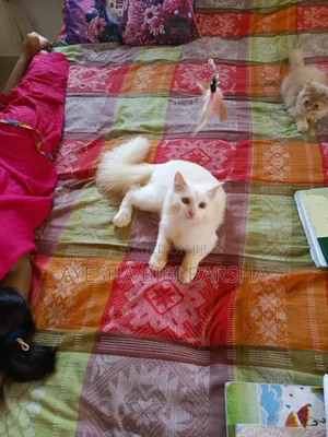 3-6 Months Male Mixed Breed Persian