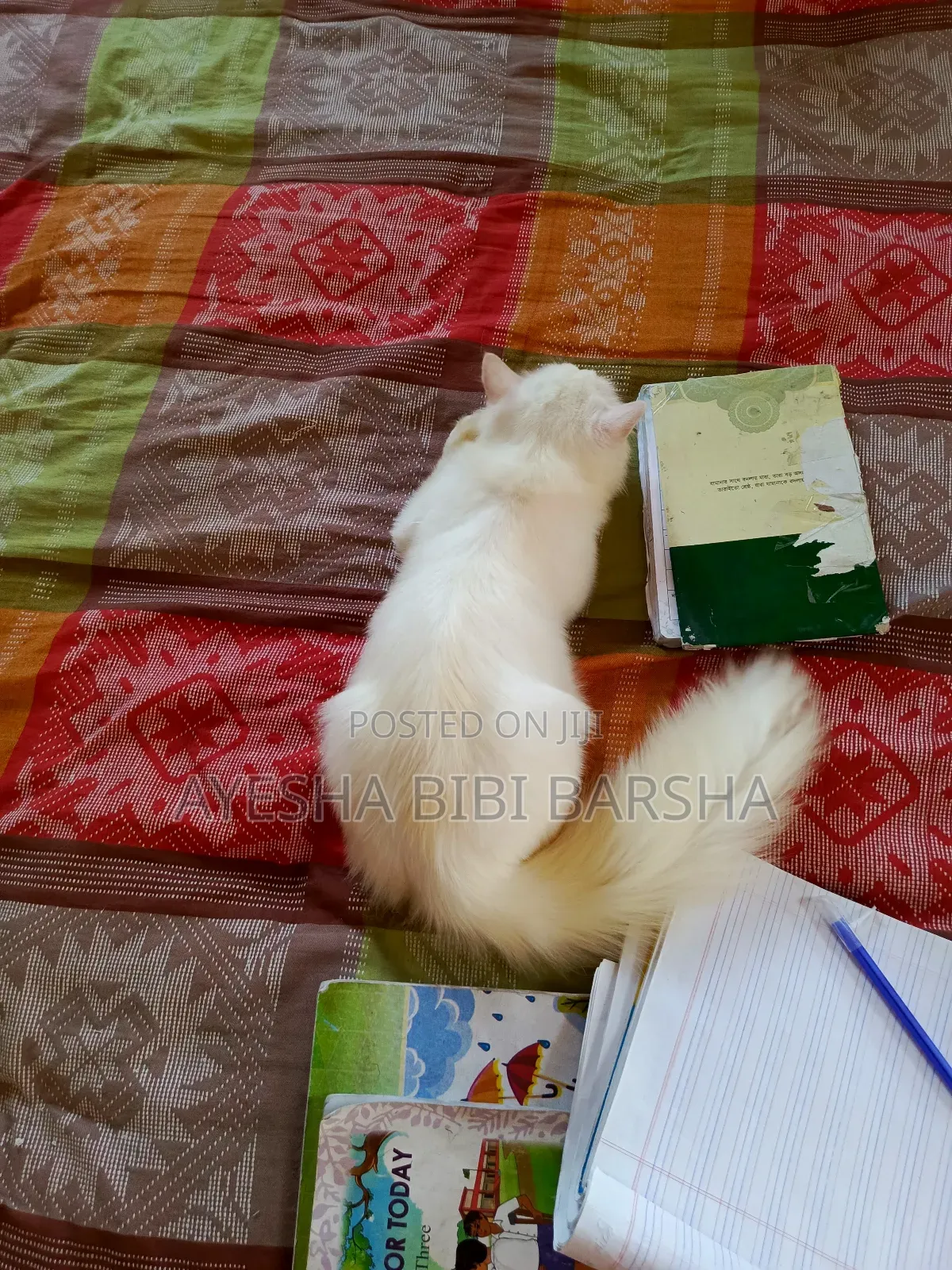 3-6 Months Male Mixed Breed Persian