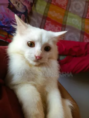 3-6 Months Male Mixed Breed Persian