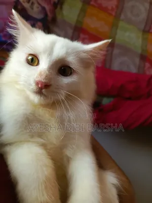 3-6 Months Male Mixed Breed Persian