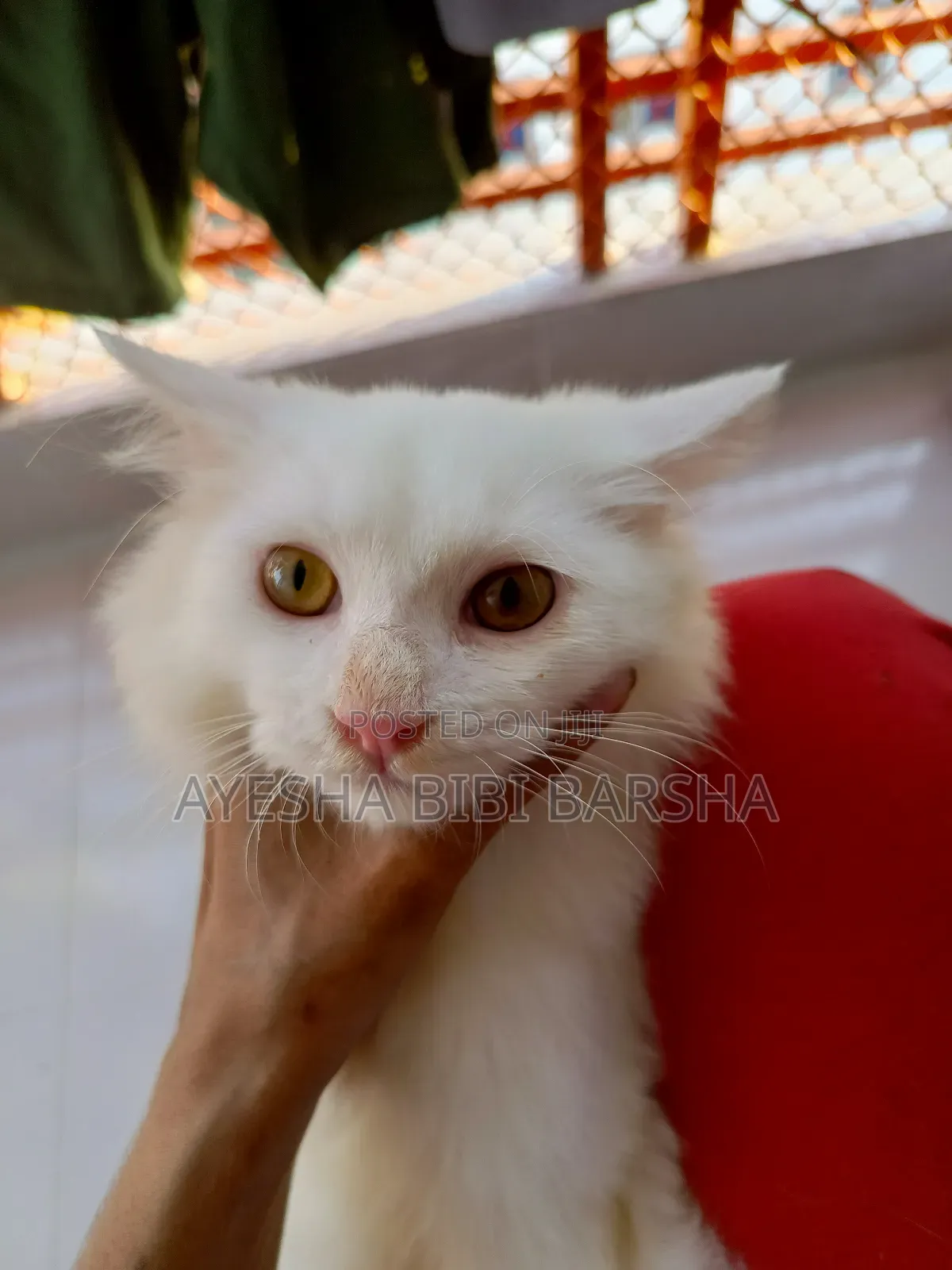 3-6 Months Male Mixed Breed Persian