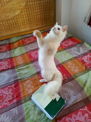 Photo - 3-6 Months Male Mixed Breed Persian