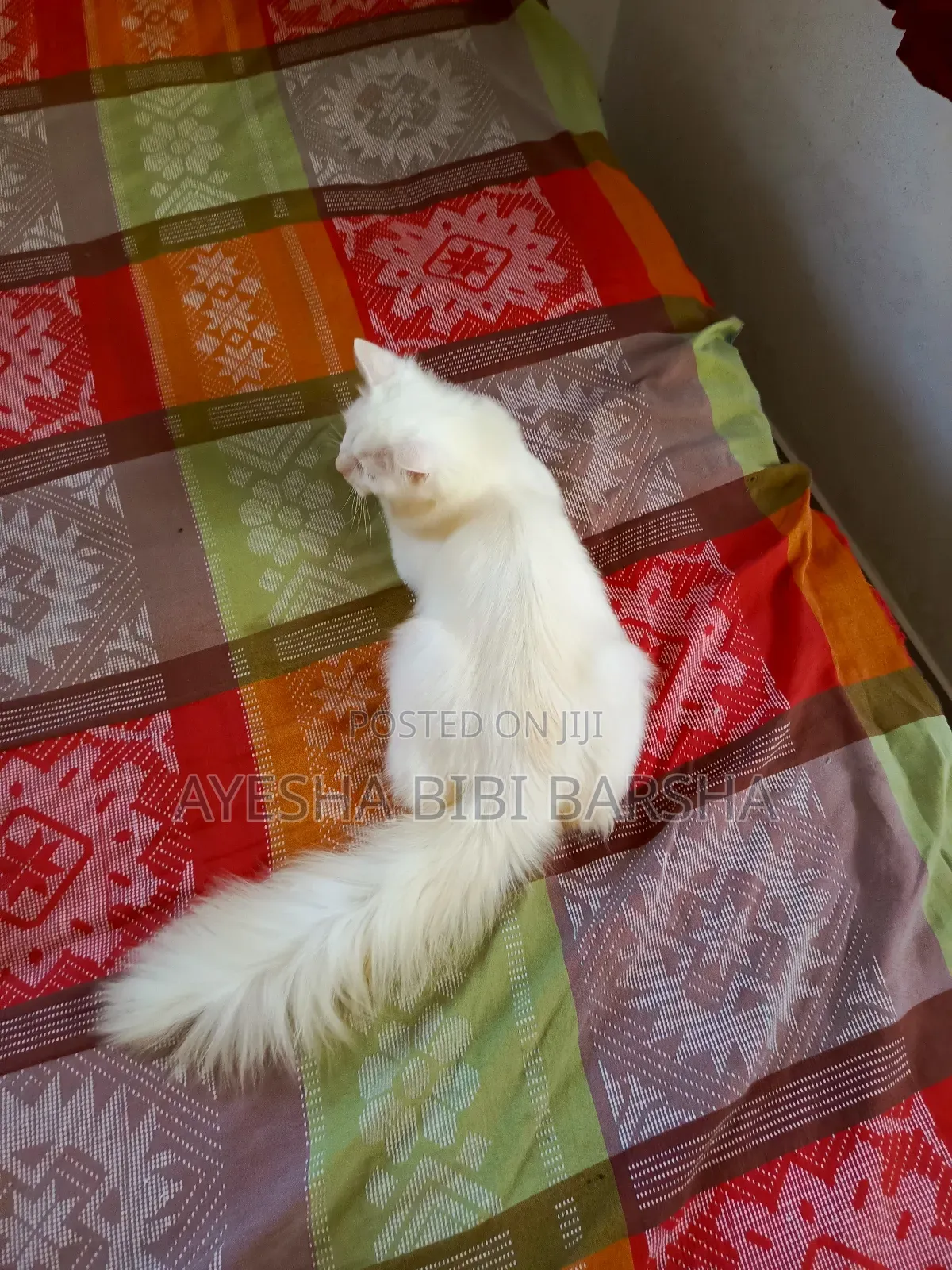 3-6 Months Male Mixed Breed Persian