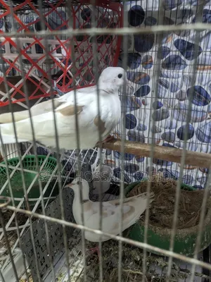 Photo - Australian Dove