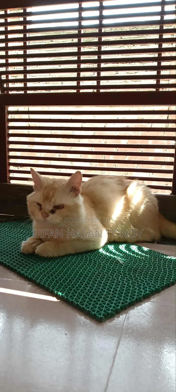 6-12 Months Male Mixed Breed Domestic Longhair