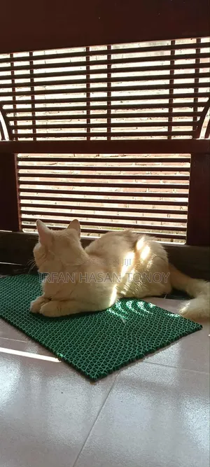 6-12 Months Male Mixed Breed Domestic Longhair