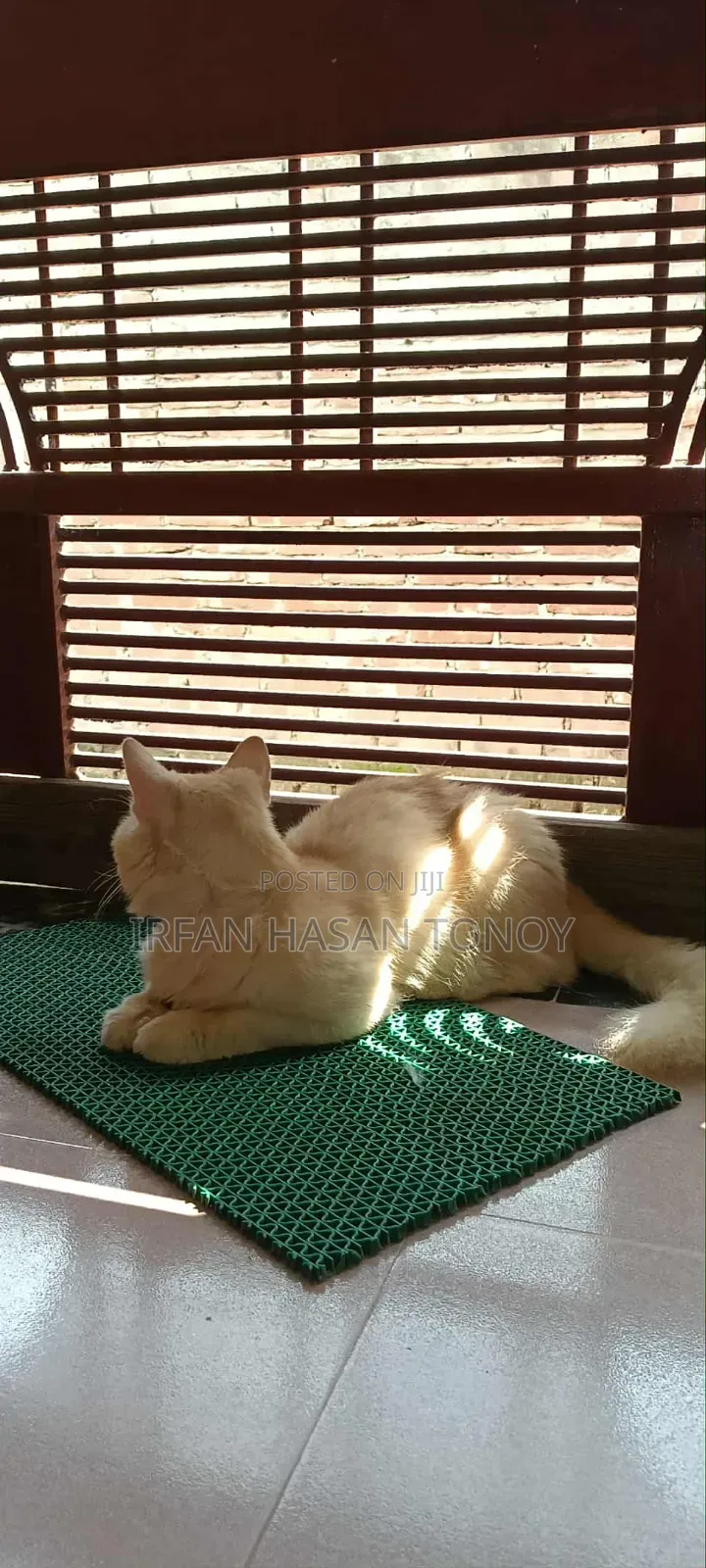 6-12 Months Male Mixed Breed Domestic Longhair