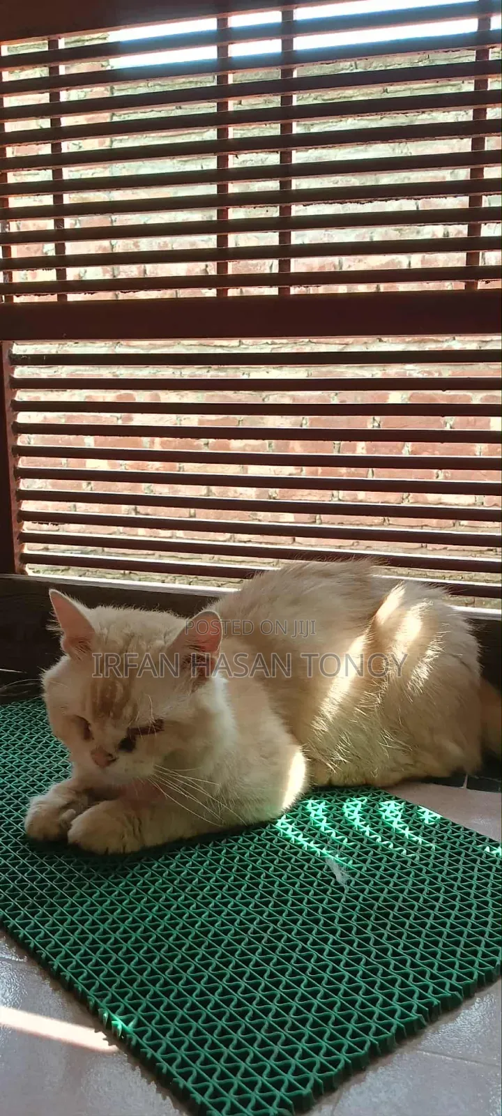 6-12 Months Male Mixed Breed Domestic Longhair