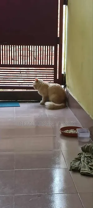 6-12 Months Male Mixed Breed Domestic Longhair