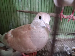 Photo - Australian Dove