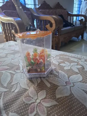 Photo - Mini Fish Accuriam