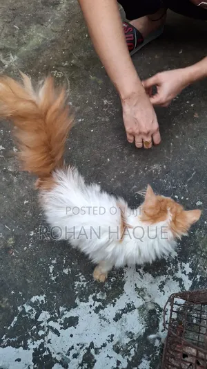 Photo - 1-3 Months Male Mixed Breed Persian